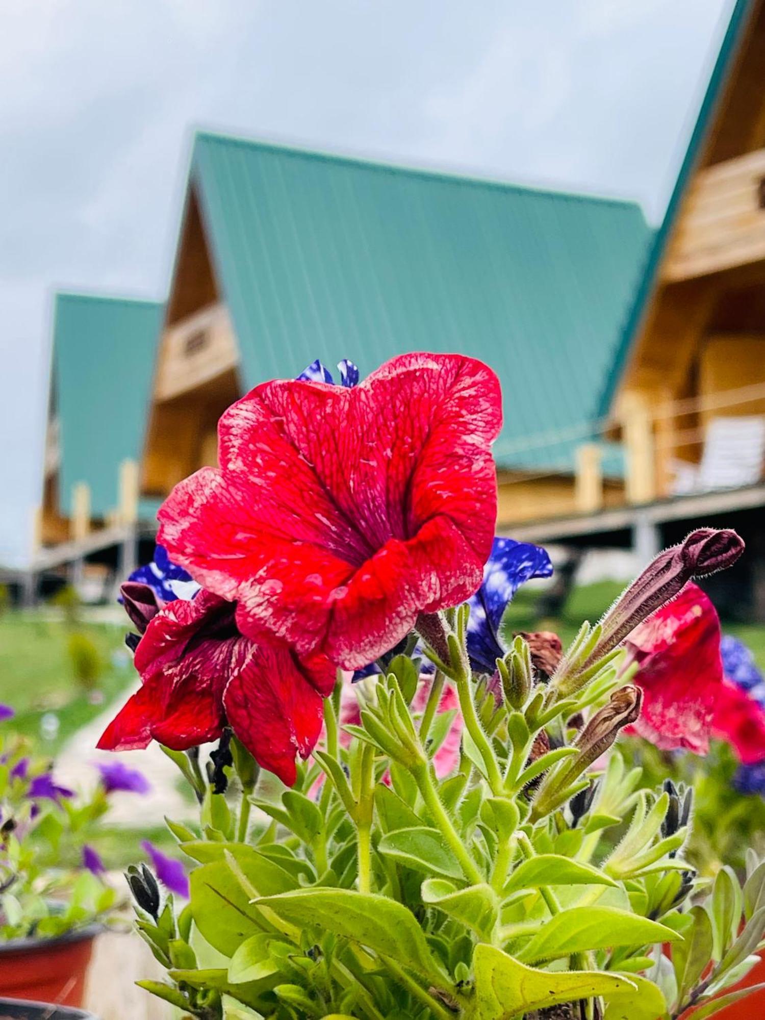 Ethno Village Molitva Druzinice Ngoại thất bức ảnh